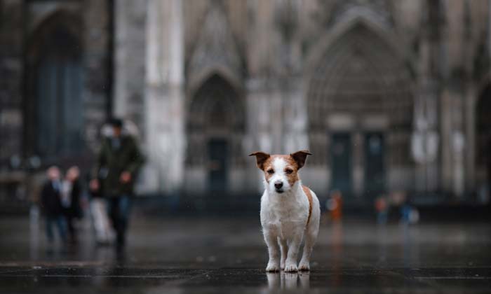 Wandern Mit Hund Tipps Und Routen Coolibri